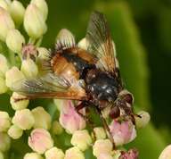 Parasitic fly Tachina fera